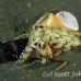 octopus_coconut_bottle_kbrab_h_0307_sul5326.jpg